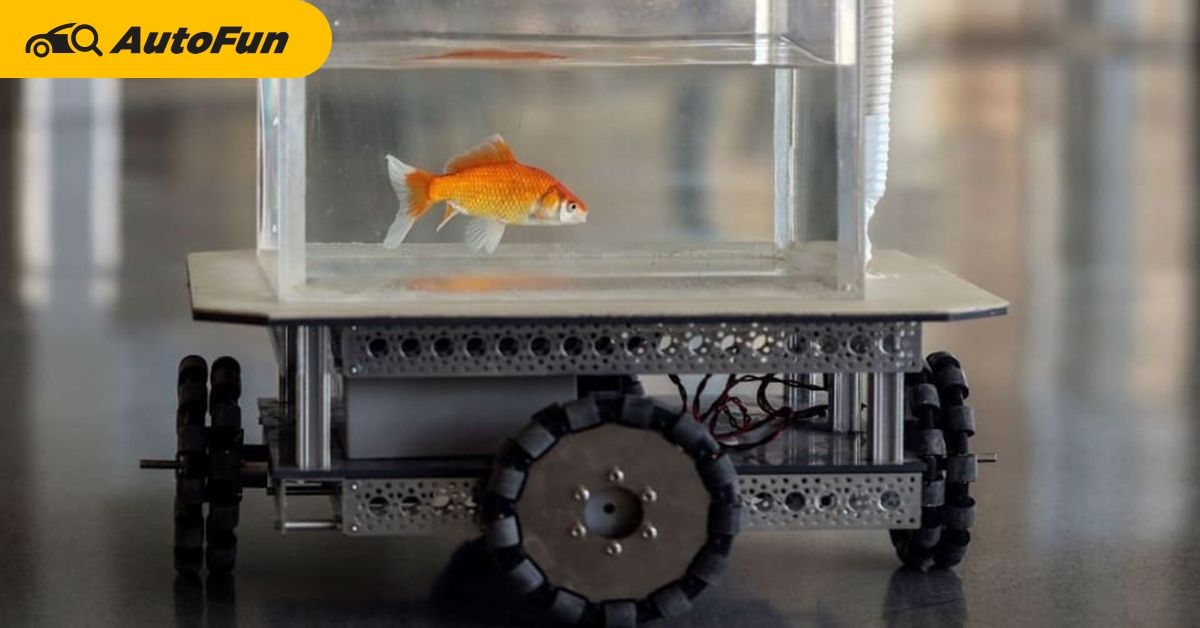 ใครว่าปลาทองไม่ฉลาด? นักวิทยาศาสตร์คนนี้สอนปลาทองให้ขับรถได้แล้วนะ 01