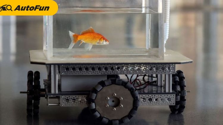 ใครว่าปลาทองไม่ฉลาด? นักวิทยาศาสตร์คนนี้สอนปลาทองให้ขับรถได้แล้วนะ