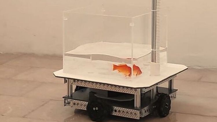 ใครว่าปลาทองไม่ฉลาด? นักวิทยาศาสตร์คนนี้สอนปลาทองให้ขับรถได้แล้วนะ