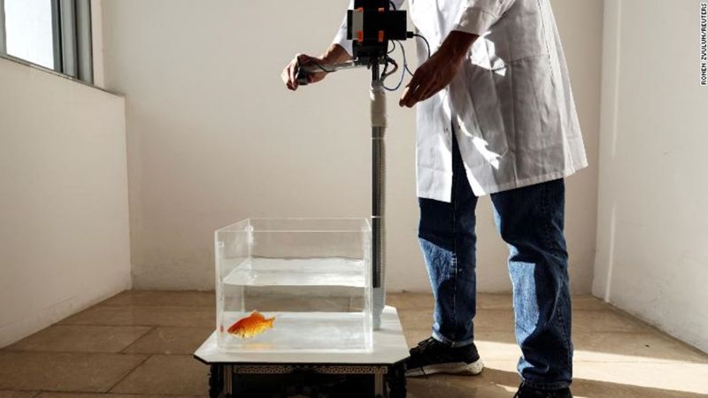 ใครว่าปลาทองไม่ฉลาด? นักวิทยาศาสตร์คนนี้สอนปลาทองให้ขับรถได้แล้วนะ 02